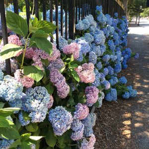 Hydrangeas