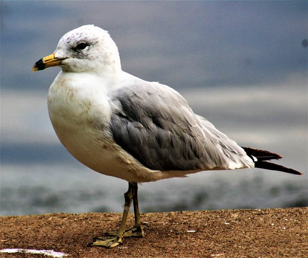 Seagul